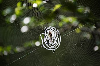 Spider Web
