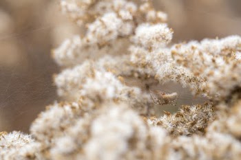 Spider web background, macro shot. | Free Photo - rawpixel