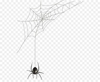 Spider web Black house spider Illustration - Hand-painted spider web 