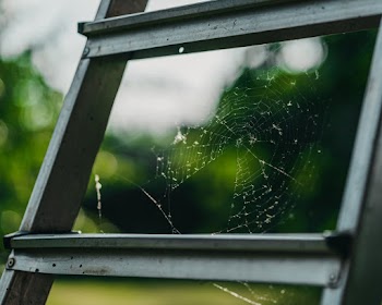 Spider Web Close-up Photography