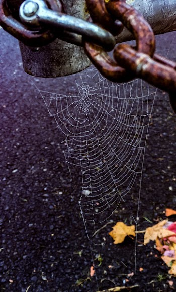Spider Web Hanging on Chain