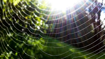 Spider Web in Closeup Photo