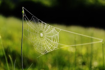Spider Web On Grass