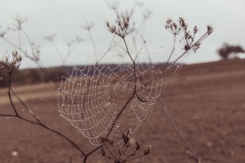 Spider Web on Plant Stem on Dry Land during Daytime Closeup Photography