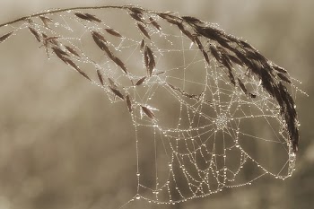 Spider Web on Wheat