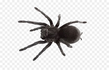 Spider web Southern black widow Pet Tarantula - spider 