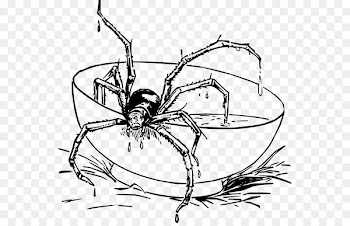 Spider, Widow Spiders, Eight Legs, Insect PNG