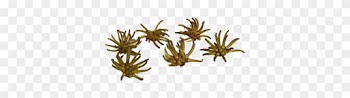 Spidergum Claw 6 Stück Natur 7 8cm - Brass