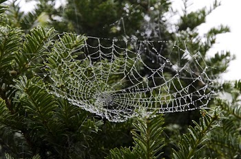 Spiderweb on Green Leafed Tree
