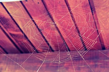 Spiderweb on Top