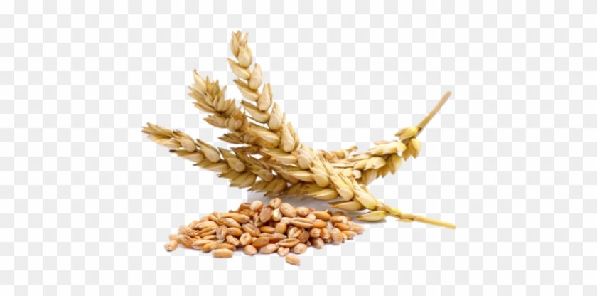 Spike Rice Png - Grains Of Wheat