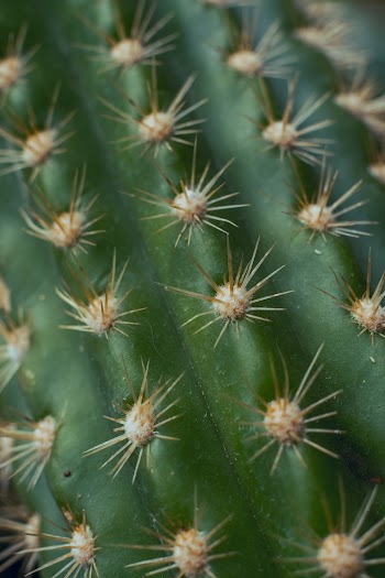 Spikes Of A Cactus