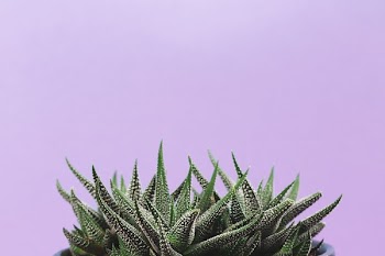 Spikey Plant On Lavender Background