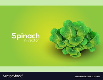 Spinach in format vector image