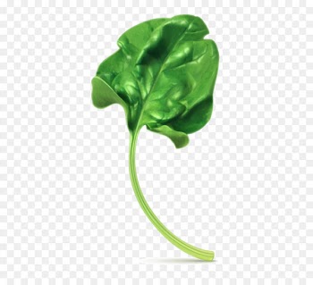 Spinach Vegetarian cuisine Stock photography Clip art - Vector spinach leaves 