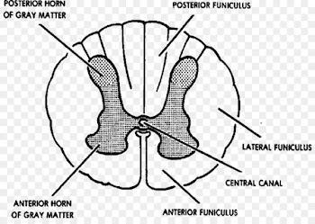 Spinal cord Grey matter Vertebral column Central nervous system Anatomy -  