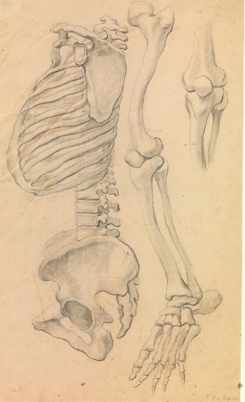 Spine with thorax and pelvis, | Free Photo - rawpixel