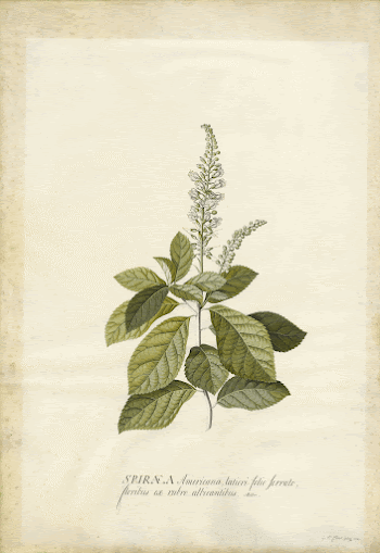 Spiraea; Georg Dionysius Ehret (German, | Free Photo - rawpixel