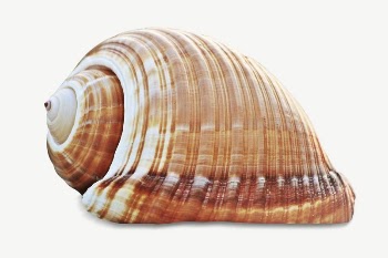 Spiral seashell collage element psd | Free PSD - rawpixel