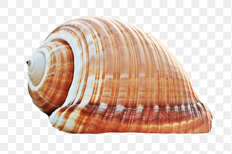 Spiral seashell png sticker, transparent | Free PNG - rawpixel
