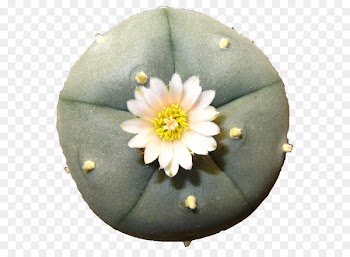 Spirit Healing - Peyote 