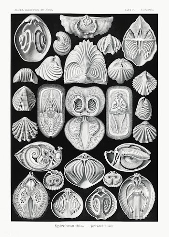 Spirobranchia&ndash;Spiralkiemer from Kunstformen der Natur (1904) by .. | Free public domain illustration - 2272992