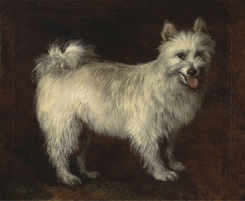 Spitz Dog | Free Photo - rawpixel