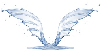 Splash in form of wings isolated on white