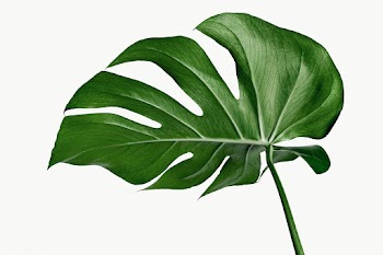 Split leaf philodendron, monstera plant element transparent png | Free  transparent png - 2226871