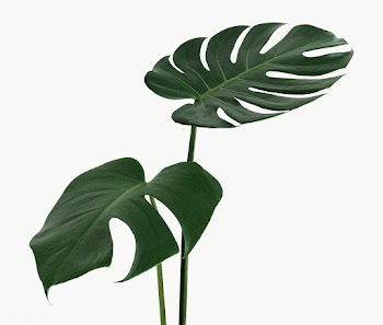 Split leaf philodendron, monstera plant element transparent png | Free  transparent png - 2354270