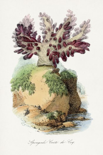 Spongode coral painting by Paul | Free Photo Illustration - rawpixel