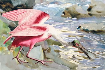 Spoonbill background, aesthetic drawing river | Free Photo Illustration - rawpixel
