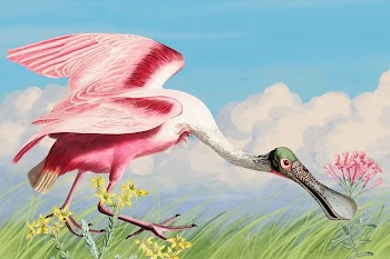 Spoonbill background, blue sky drawing | Free Photo Illustration - rawpixel