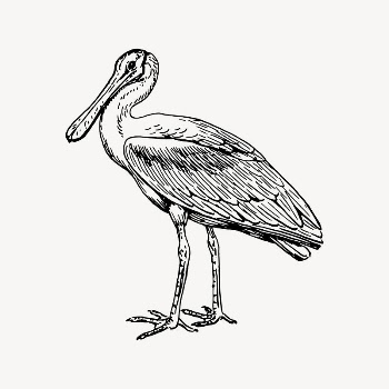 Spoonbill clipart, drawing illustration vector. | Free Vector Illustration - rawpixel