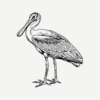 Spoonbill collage element, vintage illustration | Free PSD Illustration - rawpixel