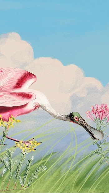Spoonbill iPhone wallpaper, blue sky | Free Photo Illustration - rawpixel