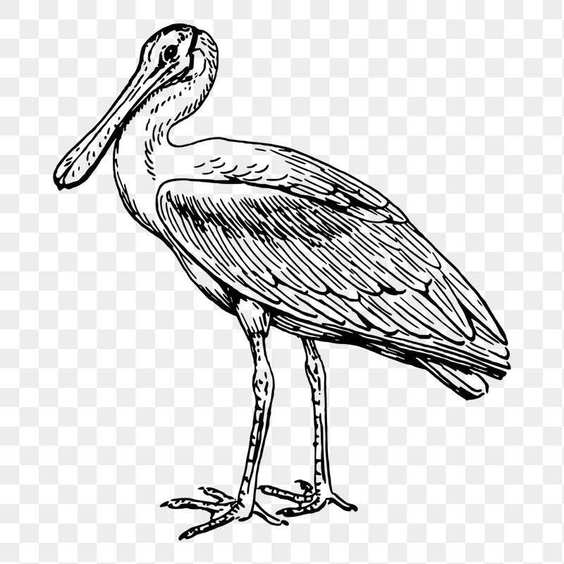 Spoonbill png sticker illustration, transparent | Free PNG - rawpixel