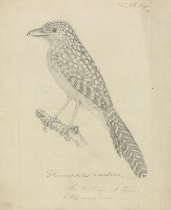 Spot-backed antshrike | Free Photo - rawpixel