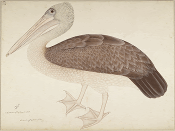 Spotbilled Pelican (ca. 1780&ndash;1782) painting | Free Photo - rawpixel