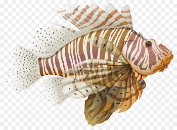 Spotfin lionfish Stock illustration Illustration - Fish 