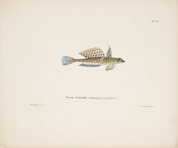 Spotted dragonet, male, 1836 - | Free Photo - rawpixel