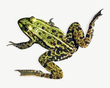 Spotted frog collage element psd | Free PSD - rawpixel