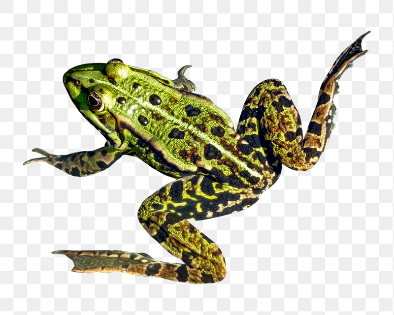 Spotted frog png sticker, transparent | Free PNG - rawpixel
