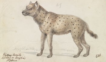 Spotted Hyena by Charles Hamilton | Free Photo - rawpixel