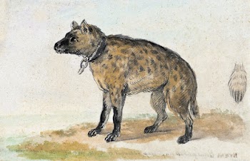 Spotted hyena (ca. 1767&ndash;1769) painting… | Free public domain illustration