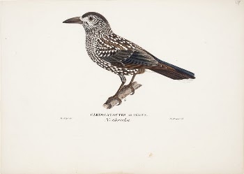 Spotted nutcracker, 1829, Magnus Von | Free Photo - rawpixel