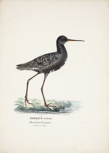 Spotted redshank in summer, 1828 | Free Photo - rawpixel