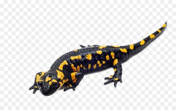 Spotted salamander Reptile Fire salamander Barred tiger salamander - HD giant salamander 
