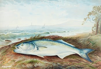 Sprat chromolithograph (1878) by Samuel Kilbourne. Original from Museu.. | Free public domain illustration - 2332620