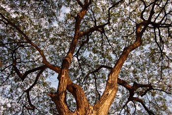 Spreading tree canopy